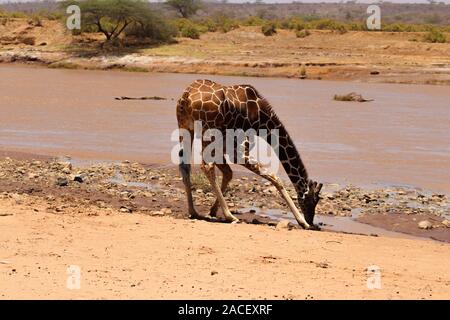 Une girafe réticulée qui se plie pour boire de l'eau de la rivière Ewaso Nyiro dans la réserve nationale chaude et sèche de Samburu. Banque D'Images