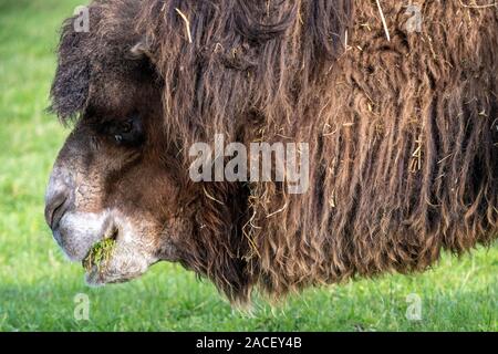 Head shot d'un chameau de Bactriane (Camelus bactrianus) le pâturage. Banque D'Images