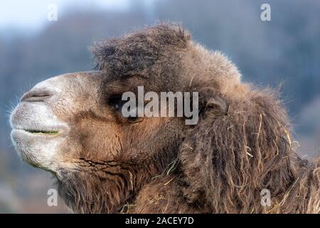 Head shot d'un chameau de Bactriane (Camelus bactrianus) Banque D'Images