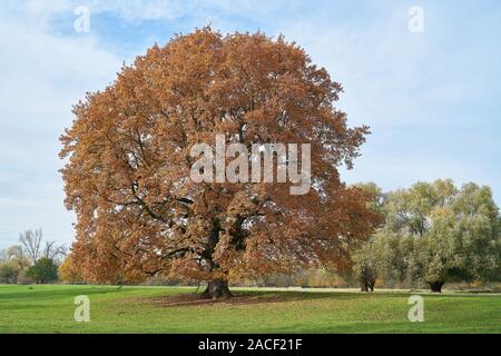 Vieux chêne pédonculé (Quercus robur) sur une prairie de la Herrenkrugpark près de Magdebourg Banque D'Images