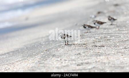 Tournepierre à collier oiseau marche sur une plage de sable blanc en Floride Banque D'Images