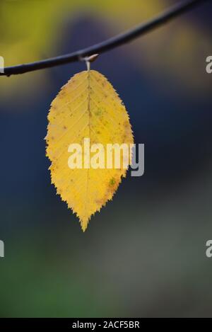 Une seule feuille jaune est le seul à l'automne sur une branche en face de l'arrière-plan de couleur Banque D'Images