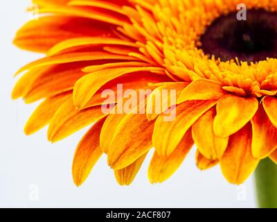 Beau gerbera orange daisy flower isolated close up Banque D'Images