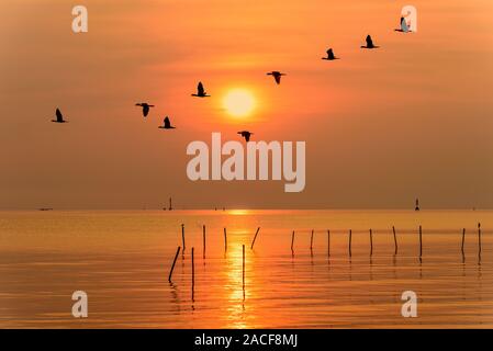 Flock of seagulls flying bird dans une ligne par le soleil jaune vif sur la lumière orange ciel et l'eau reflètent la lumière du soleil de la mer belle nature l Banque D'Images