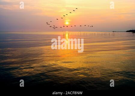 Flock of seagulls flying bird dans une ligne par le soleil jaune vif sur la lumière dorée du soleil et ciel refléter l'eau de la mer belle nature l Banque D'Images