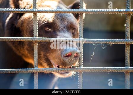 L'ours en cage l'animal triste. Ours sauvage bloqué nez à travers les cages des bars et veut de l'abeille. Ours brun coincé son visage hors de la cage. Banque D'Images