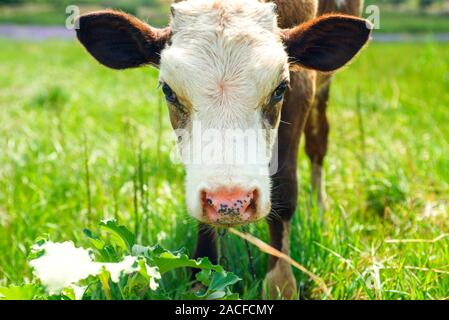 Les jeunes nouveau-né rouge et blanc avec rose doux museau, close-up portrait. Adorable mignon de veau, Close up. Banque D'Images