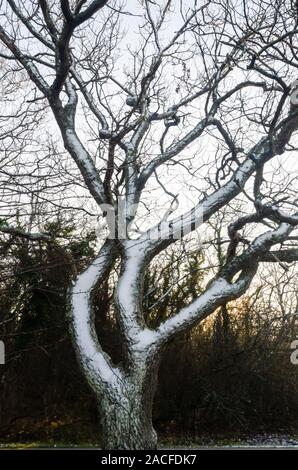 Couvert de neige arbre tronc et branches de chêne Banque D'Images