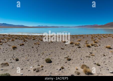 Laguna Polques, Parc Reserva de la faune andine Eduardo Avaroa, au sud-ouest de la Bolivie, Potosi, dans le sud de l'Altiplano, du ministère, de l'Amérique latine Banque D'Images