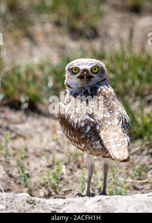 Un hibou regarde autour de danger pour près d'un terrier sur la prairie de l'Idaho Banque D'Images