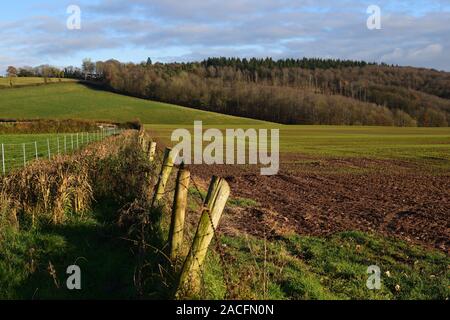 Vue sur les champs dans le Herefordshire vers un bois. Banque D'Images