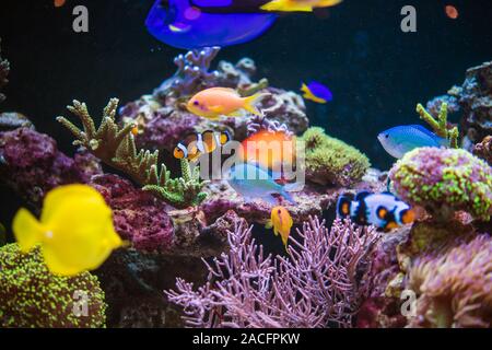 Les plantes et animaux marins dans un aquarium marin. De Corail et de poissons tropicaux. Banque D'Images