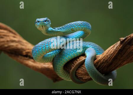 Viper Blue Snake sur la branche prêt à l'attaque, l'Indonésie Banque D'Images