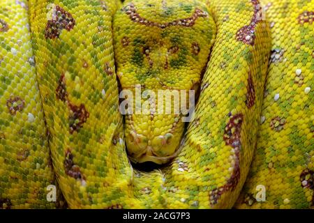 Close-up d'un serpent python arbre jaune enroulé sur une branche dormir, Indonésie Banque D'Images