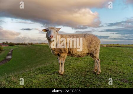 Mouton debout sur une digue, Frise orientale, Basse-Saxe, Allemagne Banque D'Images