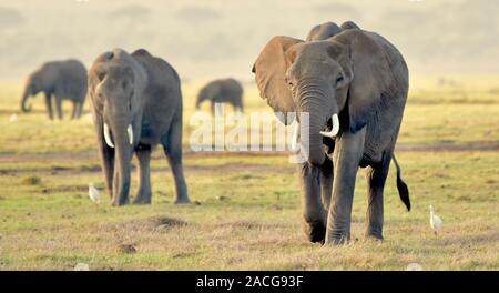 Quatre éléphants sont magnifiques, le soleil dans l'heure d'or avec l'éléphant avant mise au point nette alors que les autres dans le flou progressivement la distance. Banque D'Images