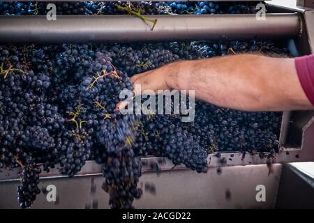 La vallée de Montalcino, Sienne, l'égrappage qui consiste en la séparation des baies de la tige de la vigne de luxe et à la culture du vin grap Banque D'Images