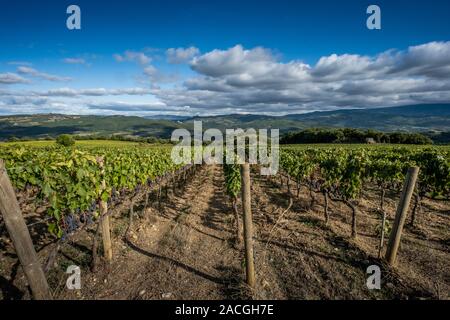 La vallée de Montalcino, Sienne, vignoble de luxe et à la culture de raisins, de traitement et de soins dans le pays de rouge et blanc vins toscans comme Brunello Banque D'Images