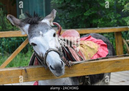 Âne mignon pour équitation enfants. Banque D'Images