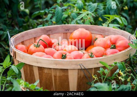 Les tomates rouges organiques dans un boisseau Banque D'Images