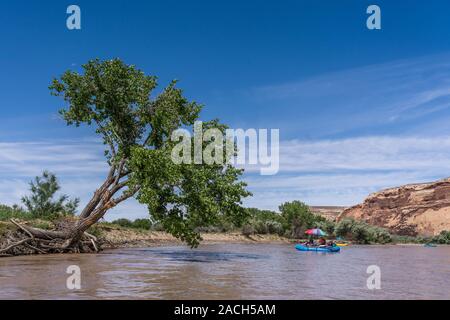 Une famille voyage de rafting dans le canyon de la Rivière San Juan, dans le sud-est de l'Utah, USA. Banque D'Images
