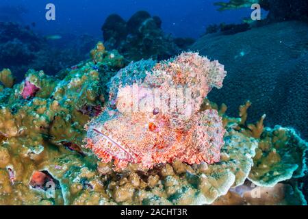 Scorpionfish barbu sur un récif de coraux tropicaux Banque D'Images