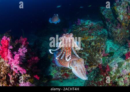 L'accouplement de la Seiche sur un récif de coraux tropicaux à l'aube (Richelieu Rock, Thaïlande) Banque D'Images