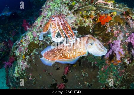 L'accouplement de la Seiche sur un récif de coraux tropicaux à l'aube (Richelieu Rock, Thaïlande)