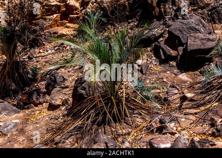 Les répercussions de la Jan 2019 de brousse et des repousses successives dans les West MacDonnell Ranges et les effets dévastateurs dans le gouffre. zone Stanley Banque D'Images