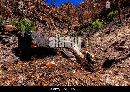 Les répercussions de la Jan 2019 de brousse et des repousses successives dans les West MacDonnell Ranges et les effets dévastateurs dans le gouffre. zone Stanley Banque D'Images