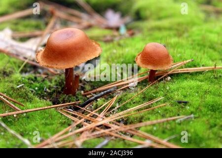 Deux petits champignons pousser hors du sol moussu Banque D'Images
