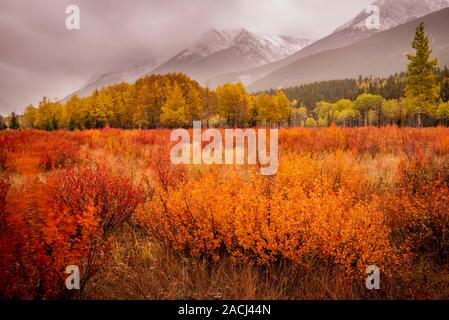 Scène d'hiver - Rocheuses canadiennes, Kananaskis, Alberta, Canada Banque D'Images