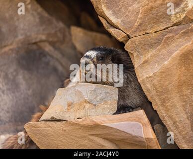 La Marmotte, Marmota caligata, Banff National Park, Alberta, Canada Banque D'Images