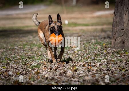 Chien Malinois belge transportant une citrouille Banque D'Images