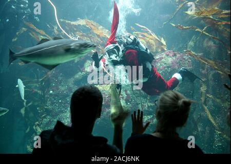 02 décembre 2019, le Schleswig-Holstein, Tönning : un plongeur déguisé en Père Noël se déplace lors d'une répétition dans le grand aquarium du centre du Parc National Multimar Wattforum. Traditionnellement, sur la Saint-nicolas les spectateurs vont être en mesure de l'expérience de la façon dont les animaux sont nourris avec de la mer 71 ici par Saint Nicolas. Photo : Carsten Rehder/dpa Banque D'Images