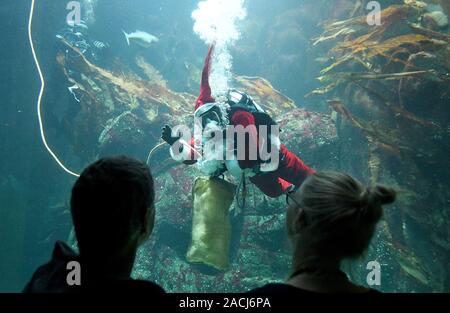 02 décembre 2019, le Schleswig-Holstein, Tönning : un plongeur déguisé en Père Noël se déplace lors d'une répétition dans le grand aquarium du centre du Parc National Multimar Wattforum. Traditionnellement, sur la Saint-nicolas les spectateurs vont être en mesure de l'expérience de la façon dont les animaux sont nourris avec de la mer 71 ici par Saint Nicolas. Photo : Carsten Rehder/dpa Banque D'Images