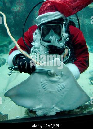 02 décembre 2019, le Schleswig-Holstein, Tönning : un plongeur déguisé en Père Noël rss un clou ray lors d'une répétition dans le grand aquarium du centre du Parc National Multimar Wattforum. Traditionnellement, sur la Saint-nicolas les spectateurs vont être en mesure de l'expérience de la façon dont les animaux sont nourris avec de la mer 71 ici par Saint Nicolas. Photo : Carsten Rehder/dpa Banque D'Images