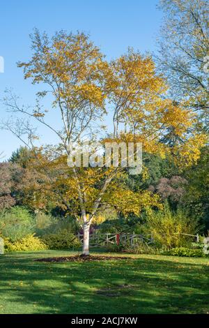 Le Betula ermanii 'Grayswood hill'. Ermans 'Grayswood Birch Hill' arbre en automne à RHS Wisley Gardens, Surrey, Angleterre Banque D'Images