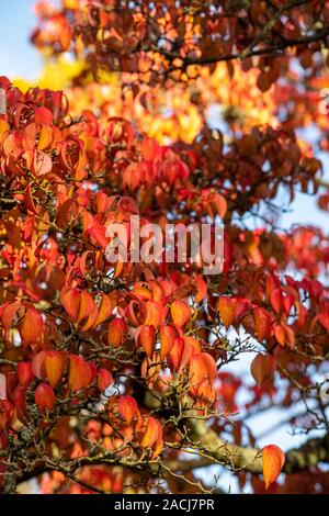 Cornus kousa var. chinensis. Cornouiller chinois feuillage en automne. UK Banque D'Images