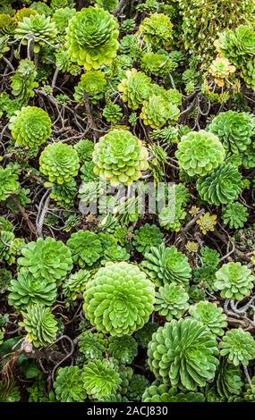 Les plantes succulentes qui poussent sur l'île d'Alcatraz, un National Historic Landmark sur Alacatraz Island dans la baie de San Francisco, Californie, USA. Banque D'Images