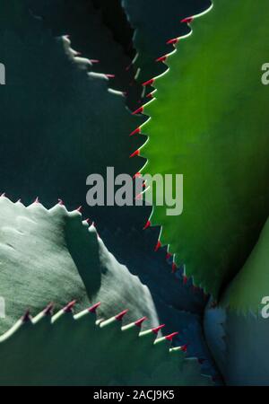 Un type d'Agave plante avec des épines rouges dans la région de San Francisco, Californie, USA. Banque D'Images