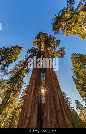 Awe-inspiring Twin Sisters, une paire de séquoia géant, Sequoiadendron giganteum, arbres cultivés ensemble dans Grant Grove dans le Parc National Kings Canyon, Cali Banque D'Images
