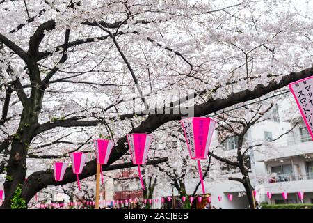 TOKYO, JAPON - 29 mars 2019 : Belle Sakura, Fleur de cerisier fleur avec lanterne en rivière Meguro, Tokyo, Japon Banque D'Images