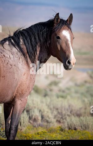 Portrait de l'étalon de cheval sauvage Banque D'Images
