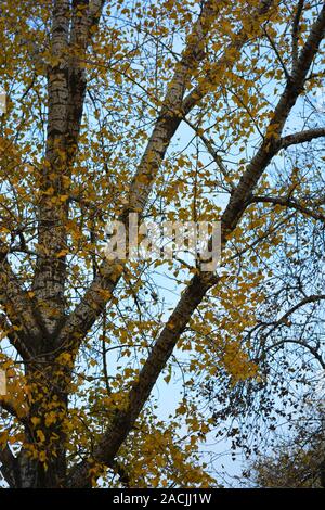 Automne feuilles jaune accroché sur les branches d'un gros arbre contre un ciel bleu. Banque D'Images