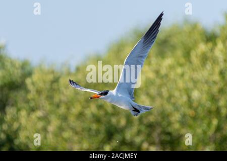 La sterne caspienne (Hydroprogne caspia) volant par l'air avec son immense envergure et bec orange dans les Émirats arabes unis. Banque D'Images
