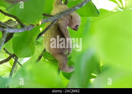 Un jeune deux Hoffmann-toed sloth (Choloepus hoffmanni) se bloque à partir d'un arbre à Manuel Antonio Natiional Park, Costa Rica. Banque D'Images
