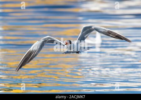 La sterne caspienne (Hydroprogne caspia) volant au-dessus de l'eau avec son immense envergure et bec orange dans les Émirats arabes unis. Banque D'Images