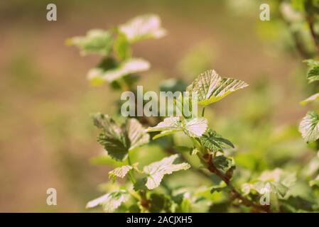 Groseillier rouge Floraison Bush dans le Spring garden close up Banque D'Images