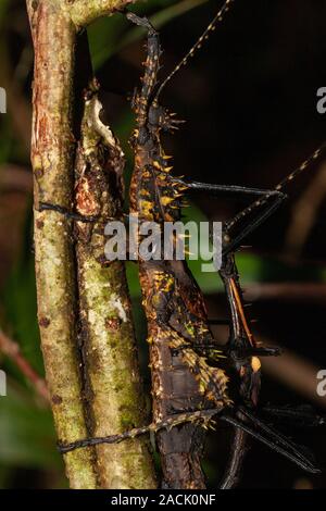 L'accouplement de stick insectes dans le Parc National de Ranomafana, Madagascar Banque D'Images